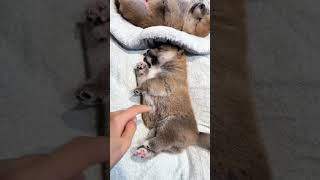 Interrupted you while sleeping trending cute viralvideo pupppy viralshorts [upl. by Ennovart531]