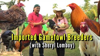 Quality Imported Gamefowl  Sheryl Lomboy [upl. by Yregerg940]