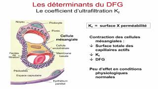 La filtration glomérulaire et sa régulation [upl. by Erdnaxela]