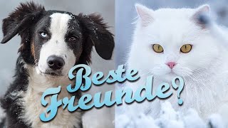 Katzen an Hund gewöhnen  Unsere Zusammenführung von 3 Katzen und einem Hund [upl. by Aundrea]