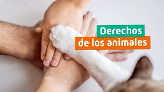 Derechos de los Animales ⚖️ Declaración y Legislación en España [upl. by Htidirem]