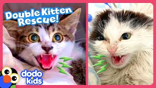 Hissing Kittens Need To Be Rescued  Dodo Kids [upl. by Seidnac]