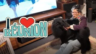 Dog Reunited With Owner  Belgian Shepherd Back With Parent [upl. by Opiak42]