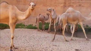 Camels in the Bashikele Valley Ennedi Chad [upl. by Shipp]