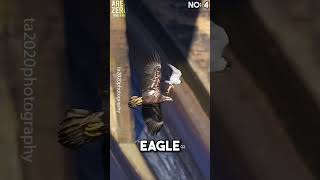 Top 5 Peregrine falcon attacks 🥶🔥 peregrinefalcon hunting [upl. by Hart]