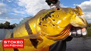 This is the Holy Grail of Peacock Bass Fishing [upl. by Blayze800]