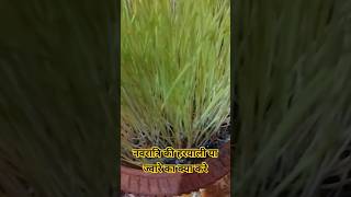 Bache Hariyali ko Kele ya Tulsi Ke sameep visarjit Karenshortvideo [upl. by Melloney208]