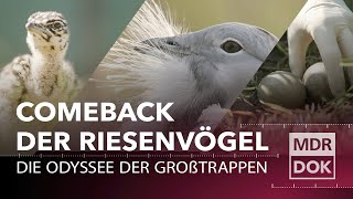 Die Riesenvögel sind zurück Die Odyssee der Großtrappen  MDR DOK [upl. by Nagirrek]