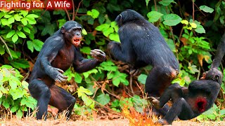 Male Chimpanzees FIGHTING for a wife [upl. by Anha208]