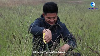 GLOBALink  Highland grasslands in NW China restored to former glory through intensive efforts [upl. by Abekam]