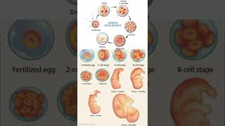 fertilization process months by months baby week by week [upl. by Ataynik926]