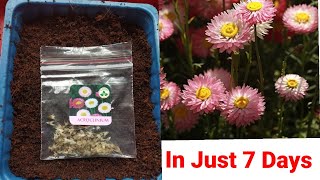 How To Grow Acroclinium From Seeds  Easy And Fast Method [upl. by Adnat786]