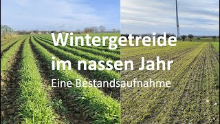 Wintergetreide nach viel Regen eine Bestandsaufnahme ackerbau landwirtschaft wasserhaushalt [upl. by Orianna]