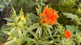 Safflower Seed to Flower to Harvest Carthamus tinctoria  The Bittersweet Gardens [upl. by Steck110]