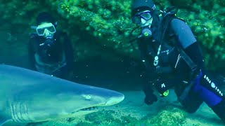 Breathtaking Experience Diving with Sharks  Indian Ocean With Simon Reeve  BBC Studios [upl. by Annahsal]