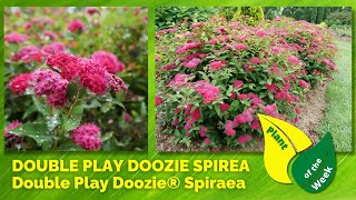 DOUBLE PLAY DOOZIE SPIREA  Double Play Doozie® Spiraea by Proven Winners [upl. by Gaudette594]