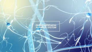 Autonomic Nervous System ANS Parasympathetic [upl. by Asit324]