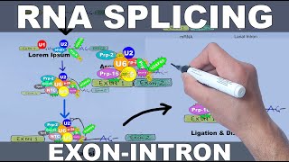 RNA Splicing Mechanism [upl. by Ycat]