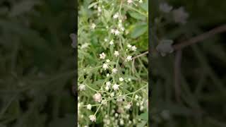 parthenium hysterophorus harmful plants plantlife [upl. by Ynittirb434]