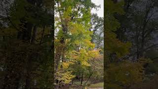 Pennsylvania Fall 2024 3  Leaves Changing 🍁DallasPA [upl. by Dud]