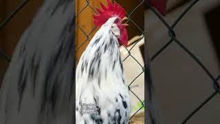 My perfect rooster of the Exchequer Leghorn chicken crowing  black and white piebald chicken breed [upl. by Earleen825]