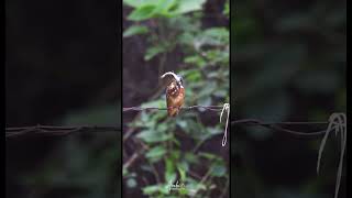 Common Kingfisher With a Catch birdphotography wildlifephotoghraphy commonkingfisher wildbangla [upl. by Cogn908]