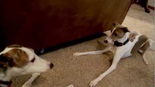 Greyhound Whippet Italian Greyhounds [upl. by Veronike899]