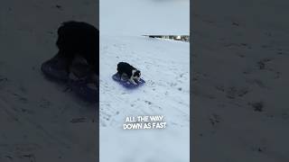 This dog goes sledding by himself 👏 [upl. by Cully445]