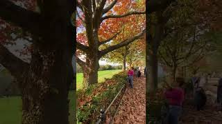 Richmond Hill autumn vibes londonrichmondhill [upl. by Bradleigh]