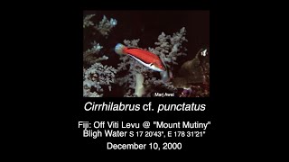 Cirrhilabrus punctatus Fiji 2000 [upl. by Ahseram]