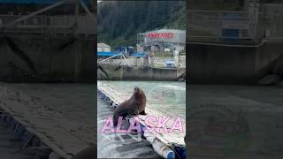 ALASKA infoclmotoaventura alaska animals mountains [upl. by Batish]