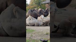 Bactrian Camels [upl. by Margette]