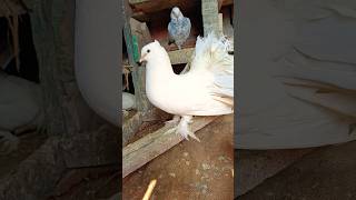 Hight quality pigeon Tips 😱🕊️🥺views views shots pigeon viralvideo share shortfeed [upl. by Alleuol]