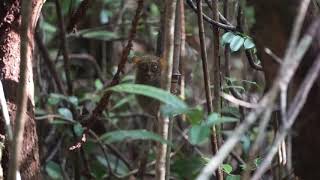 Horsfield’s Tarsier Tarsius bancanus [upl. by Galanti]