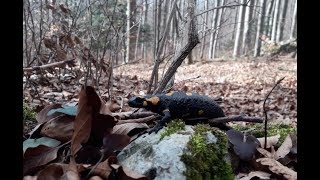 Feuersalamander  Frühlingsbote im Wienerwald [upl. by Matronna980]