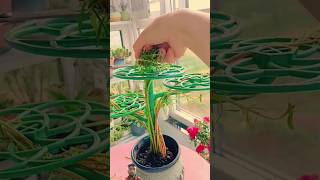 Grow portulaca from cuttings bonsai flowers plants gardening diy portulaca shortvideo [upl. by Yznel]