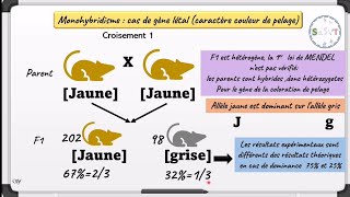 Monohybridisme✨cas de gène létal✨cours svt 📑 2bac svtpcgenetics svt bac2024 [upl. by Volnak]