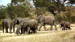 Kruger National Park A Wildlife Wonderland [upl. by Yssenhguahs]