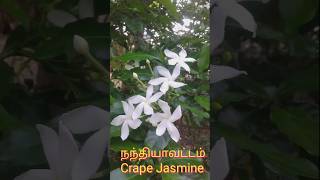 நந்தியாவட்டம் பூ பயன்கள் Crape jasmine uses shortsfeed ervatamia divaricata sivadiaries [upl. by Quartas]