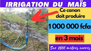 irrigation par aspersion du maïs en contre saison [upl. by Aronal411]