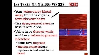 The three blood vessels  Arteries Capillaries and veins GCSE Science [upl. by Chemosh]