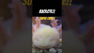 Axolotl  So cute ☺️ axolotl shorts cuteanimals [upl. by Sileray41]