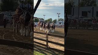 Budweiser Clydesdales Enter The Arena [upl. by Aihtennek]