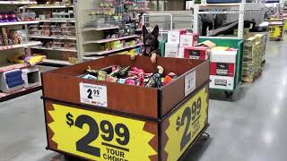 SO CUTE Excited German shepherd jumps into box of pet toys at Missouri store to pick one out  ABC7 [upl. by Sheepshanks350]