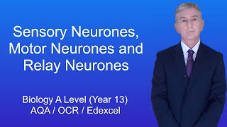 A Level Biology Revision Year 13 quotSensory Neurones Motor Neurones and Relay Neuronesquot [upl. by Robinia]