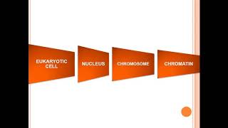 Euchromatin and Heterochromatin [upl. by Ahsar]