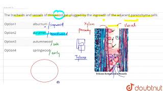 The tracheids and vessels of this wood get plugged by the ingrowth of the adjacent parenchyma cells [upl. by Ettevroc]