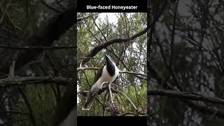 Backyard Bird CallsSongsSoundsBluefaced Honeyeater shorts [upl. by Graaf385]