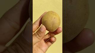 Sapodilla Cutting ASMR Video sapodilla asmrvideo chikoo asmrsounds fruitscutting mrsatisfier [upl. by Milburt]