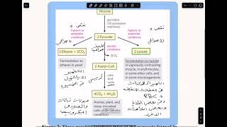 Metabolism of carbohydrates part three [upl. by Maryann]